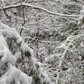 Snow on the Rough Trail